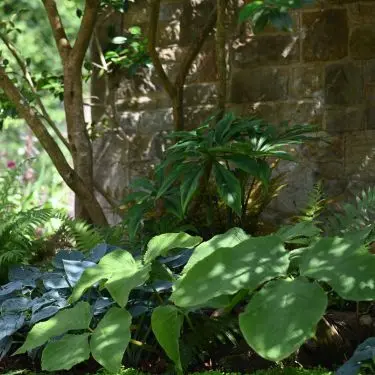 10 stauder til skygge